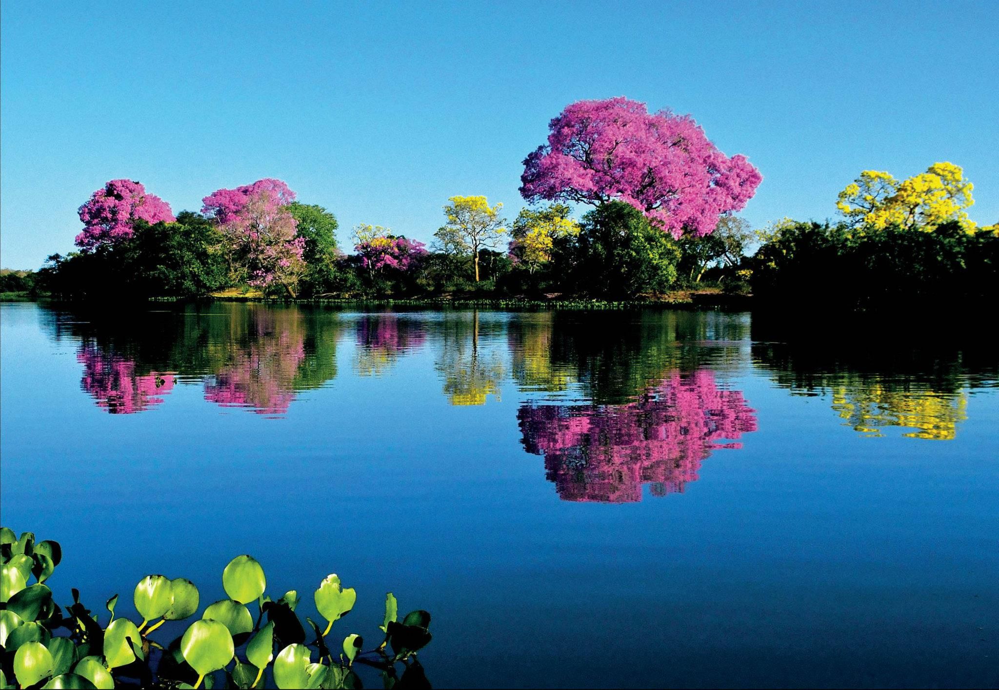 Pantanal